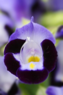 Bluewings (Torenia fournieri), flower, native to Vietnam, ornamental plant, North Rhine-Westphalia,
