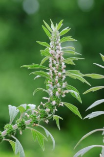 Lions tail (Leonurus cardiaca), inflorescence, spice and medicinal plant, North Rhine-Westphalia,