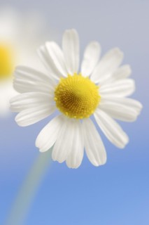 Chamomile (Matricaria recutita, Matricaria chamomilla), flower, medicinal plant, North