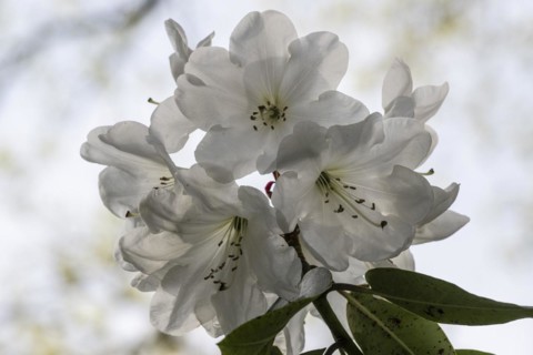 Rhododendron blossom (Rhododendron, hybrid Soulkew), Emsland, Lower Saxony, Germany, Europe