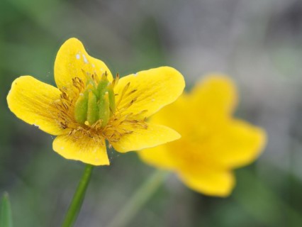 Marsh marigold (Caltha palustris), macro photograph with focus stacking, Leoben, Styria, Austria,