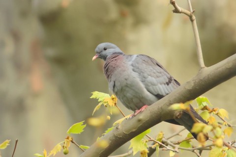 Stock Dove (Columba oenas) sitting on a branch, Rosensteinpark, Stuttgart, Baden-Wuerttemberg,
