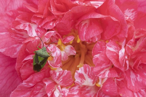 Hawthorn shieldbug (Acanthosoma haemorrhoidale) adult on a garden Camellia flower in spring,