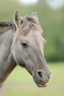 Duelmen wild horse, portrait, Merfelder Bruch, Duelmen, North Rhine-Westphalia, Germany, Europe