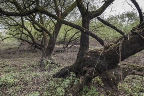 Old willows (Salix alba) in the quarry forest, Emsland, Lower Saxony, Germany, Europe