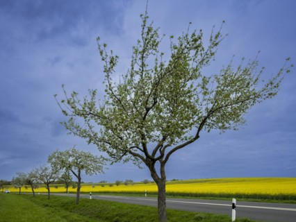 Flowering apple trees along a road, avenue, rape field, field with rape (Brassica napus),