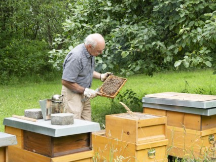 Beekeeper inspecting a frame with honey bees (Apis mellifera), North Rhine-Westphalia, Germany,