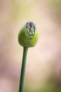 Ornamental leek (Alium), spring, Germany, Europe