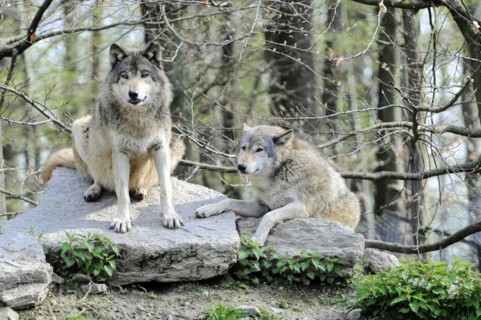 Mackenzie valley wolf (Canis lupus occidentalis), Captive, Germany, Europe, One wolf sitting and