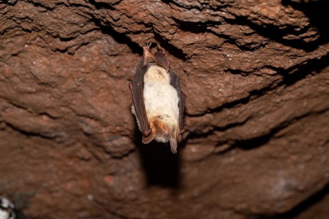 Greater mouse-eared bat (Myotis myotis), hibernating in a cave, North Rhine-Westphalia, Germany,