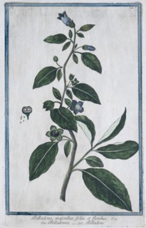 Black belladonna (Atropa belladonna), forest nightshade, hand-coloured botanical engraving from