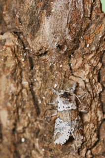 Sallow kitten moth (Furcula furcula), freshly hatched butterfly and cocoon, North Rhine-Westphalia,
