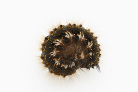 Grass cluck or drinker (Euthrix potatoria), caterpillar on white background, North