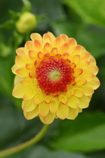 Dahlia 'Yellow Jewel' (Dahlia Hybride), flower, ornamental plant, North Rhine-Westphalia, Germany,