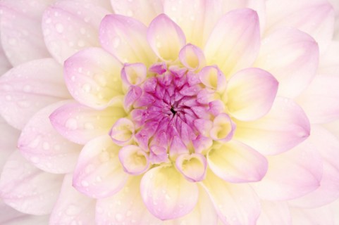 Decorative dahlia 'El Paso' (Dahlia Hybride), detail of the flower, ornamental plant, North