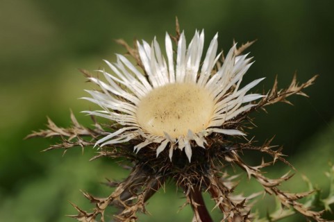 Silver thistle (Carlina acaulis ssp. simplex), flower, North Rhine-Westphalia, Germany, Europe