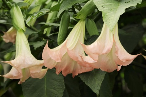 Angel's trumpet (Brugmansia suaveolens), flowers, native to South America, ornamental plant, North
