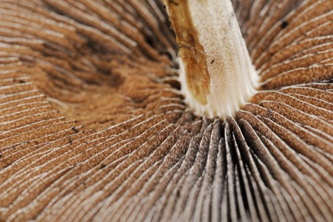 Lacrymaria lacrymabunda (Lacrymaria lacrymabunda, Psathyrella lacrymabunda), lamellae, North