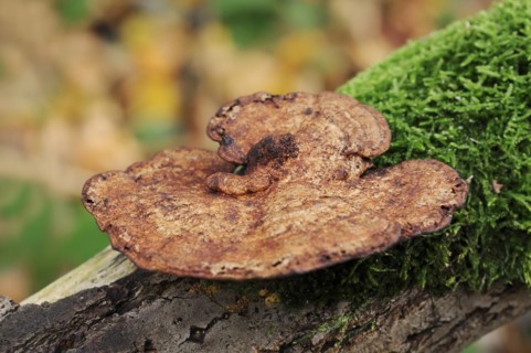 Reddening Tramete or Reddening Leaf Whorl (Daedaleopsis confragosa), North Rhine-Westphalia,
