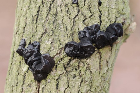 Warty glandular or warty black glandular (Exidia nigricans, Exidia plana), North Rhine-Westphalia,