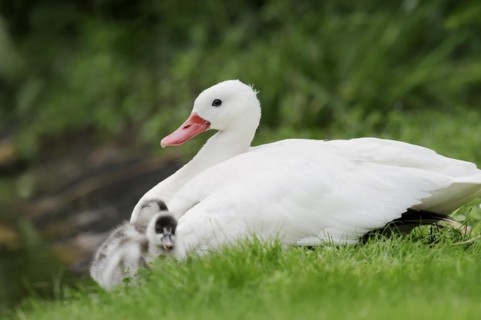 Coscoroba swan (Coscoroba coscoroba) with chicks, captive, occurring in South America