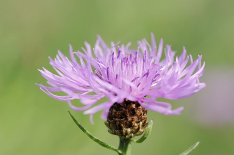 Meadow knapweed or brown knapweed (Centaurea jacea), flower, North Rhine-Westphalia, Germany,