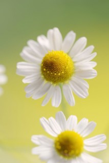 Chamomile (Matricaria recutita, Matricaria chamomilla), flowers, medicinal plant, North