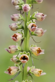 Rusty foxglove (Digitalis ferruginea), flowers, ornamental plant, North Rhine-Westphalia, Germany,
