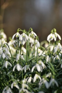 Snowdrops in late winter in the Hunsrueck near Niederwoerresbach, Rhineland-Palatinate, Germany,