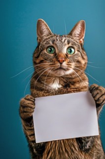 Tabby cat holding empty white sign in front of blue studio background. KI generiert, generiert, AI