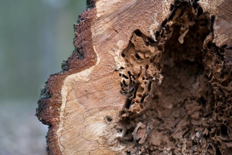 Deadwood structure Cave in deciduous forest, close-up with clearly visible feeding marks, important