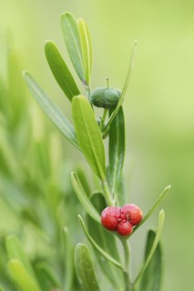Dwarf olive tree (Cneorum tricoccon), leaves and fruit, Provence, France, Europe