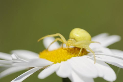 Goldenrod crab spider (Misumena vatia), female on the flower of a daisy (Leucanthemum vulgare,