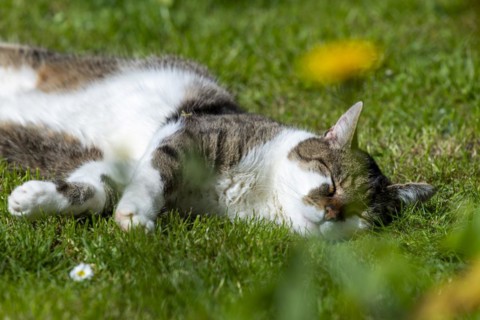 Snoozing and contented domestic cat (Felis catus), Blaustein, Baden-Wuerttemberg, Germany, Europe