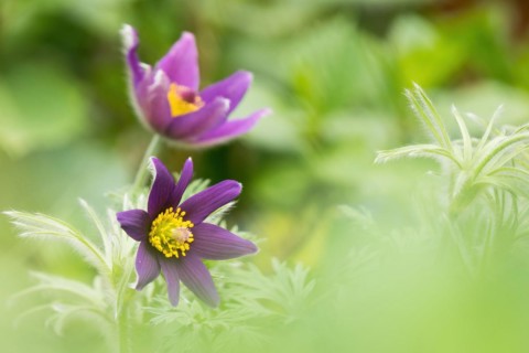 Common pasque flower (Pulsatilla vulgaris) in green surroundings, Hesse, Germany, Europe