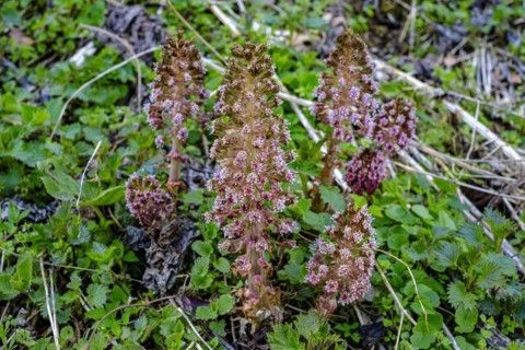 Flowering specimens of common butterbur, also known as red butterbur, brook butterbur, Petasites