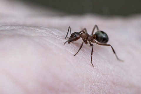Red wood ant (Formica rubra), Emsland, Lower Saxony, Germany, Europe