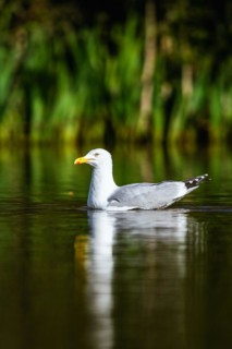 European Herring Gull, Larus argentatus on lake