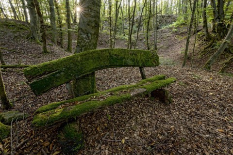 Weathered, rotten and mossy bench made of rough wooden planks, autumn leaves, sun star, beech