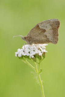 Meadow brown (Maniola jurtina) with dewdrops, North Rhine-Westphalia, Germany, Europe