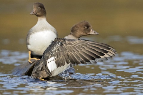 Goldeneye (bucephala clangula), female flapping wings, Gaspesie conservation park, province of