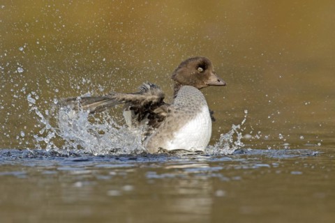 Goldeneye (bucephala clangula), female splashing when toiletting, Gaspesie conservation park,