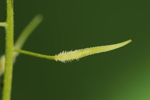 White mustard or yellow mustard (Sinapis alba, Brassica alba), pod, North Rhine-Westphalia,