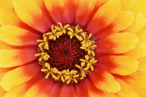Zinnia 'Sombrero' (Zinnia elegans, Zinnia violacea), detail of flower, ornamental plant, North