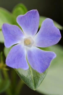 Large bigleaf periwinkle (Vinca major), flower, garden plant, North Rhine-Westphalia, Germany,