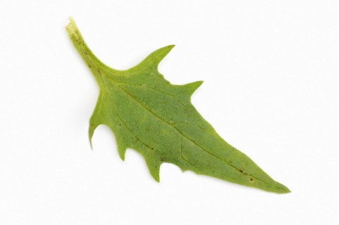 Strawberry spinach (Chenopodium foliosum, Blitum virgatum), leaf on white background, vegetable and