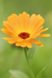 Marigold or garden marigold (Calendula officinalis), flower, North Rhine-Westphalia Germany