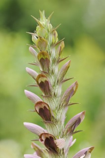 Balkan bear's paw (Acanthus hungaricus, Acanthus balcanicus), ornamental plant, North