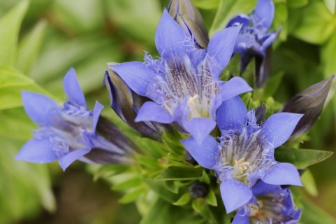 Crested gentian (Gentiana septemfida var. lagodechiana), flowers, garden plant, North
