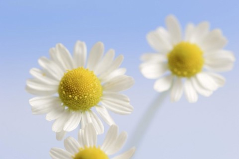 Chamomile (Matricaria recutita, Matricaria chamomilla), flowers, medicinal plant, North